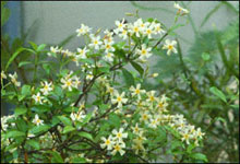 Trachelospermum asiaticum